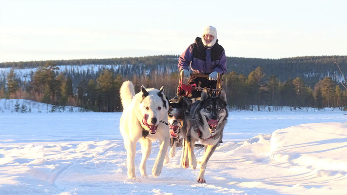 Huskyfarm & Schlittentouren in Lappland