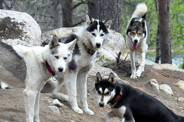 Unsere Schlittenhunde leben im Rudel in Lappland