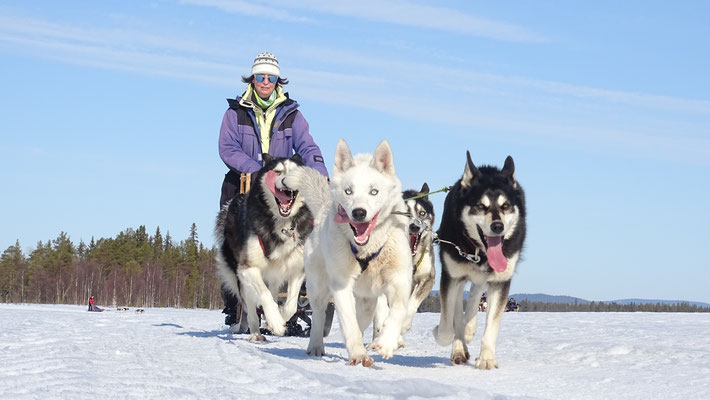 Schlittenhundetouren in Lappland