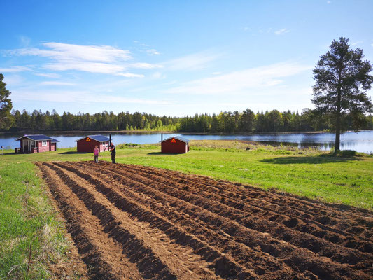 Huskyfarm Kartoffelfeld in Lappland