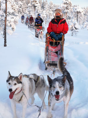 Huskytour in Lappland