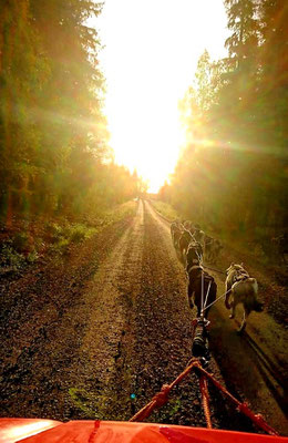 Huskyfahrten im Galopp