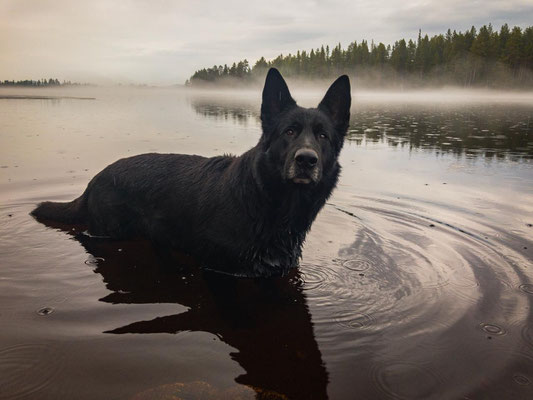 Wassergang im Nebel-Lappland pur