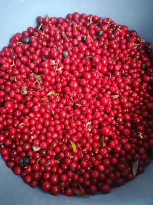 Es gibt viele Preiselbeeren in Lappland