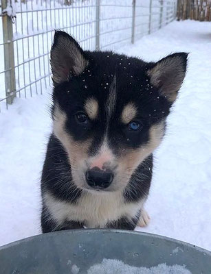 Siberian Husky Welpe