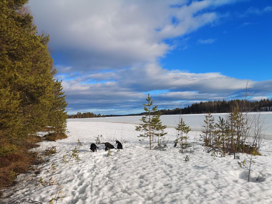 Siberian Husky Welpen erkunden die Insel