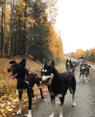 Hundeschlittentouren in Schweden