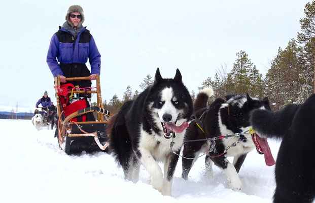 Lapplands Drag Huskyfarm & Huskytouren