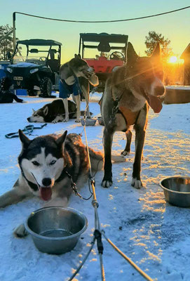 Huskys, Winter, Abenteuer im Schnee warten auf euch!