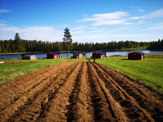 Mandelkartoffel in Lappland setzen