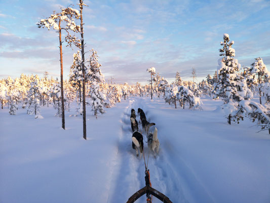 Hundeschlittenfahrten in Lappland genießen ...