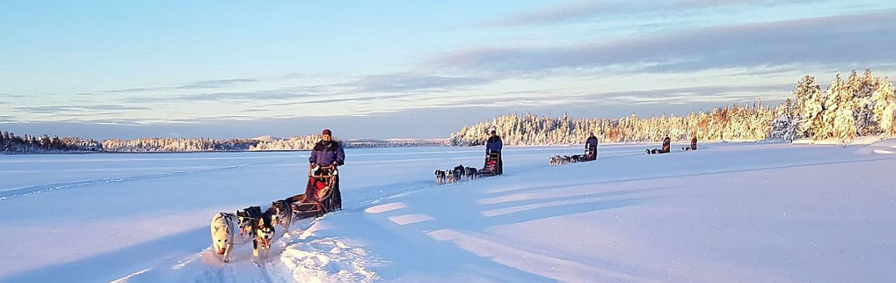 Huskytouren in Lappland