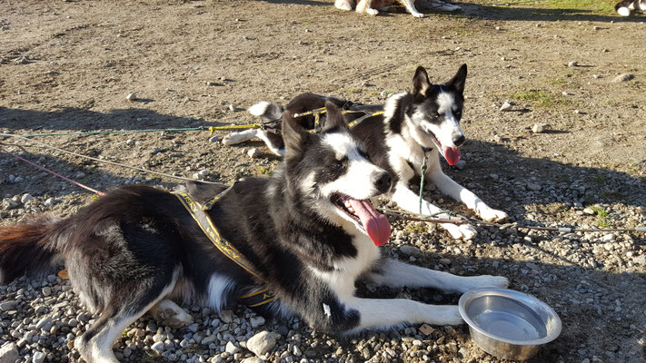 Vorbereitung der Huskys für den Winter