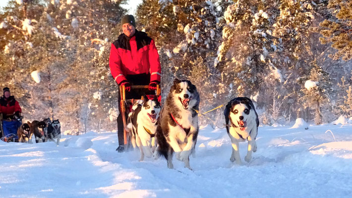 Huskytouren in Schweden