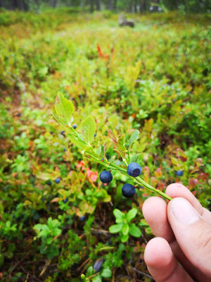 Blaubeeren pflücken im August