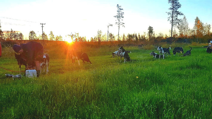 Huskys in Lapplands Natur