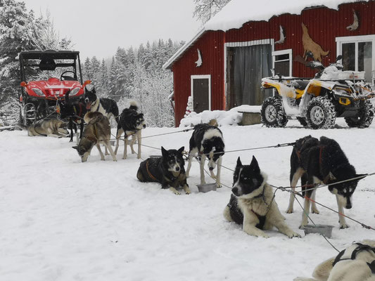 Schlittenhundetouren in Schweden