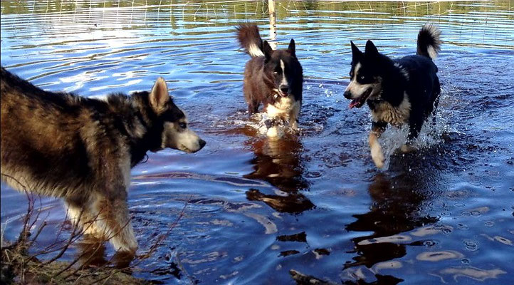 Siberian husky kennel in Lappland