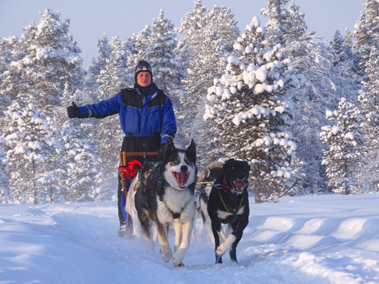 Huskytour in Lappland