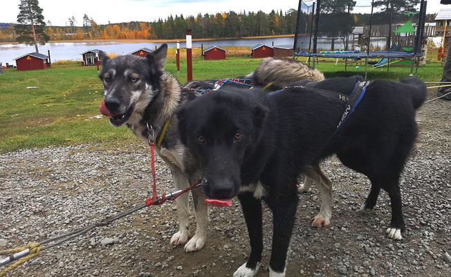 Polly und U-Walky nach dem Huskytraining