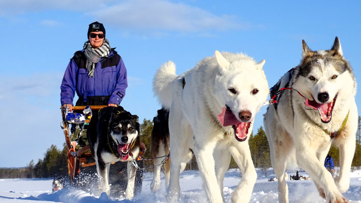 Mit Huskypower durch Lappland