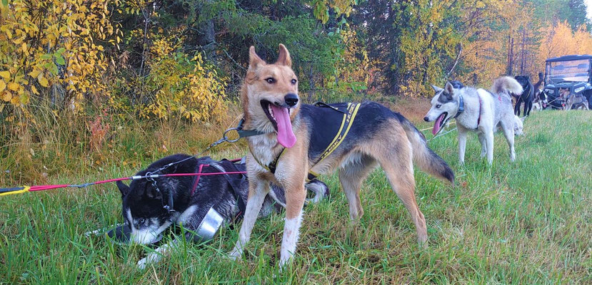 Neo und Lingon bei einer kleinen Pause beim Schlittenhundetraining