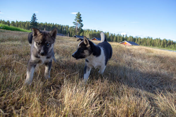 Welpenalarm auf der Huskyfarmn