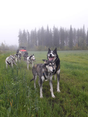 Herbsttraining der Huskys in Lappland