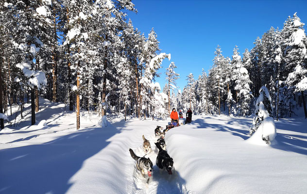 Auf Huskytour in Lappland