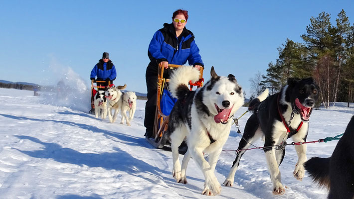 Huskytour in Lappland