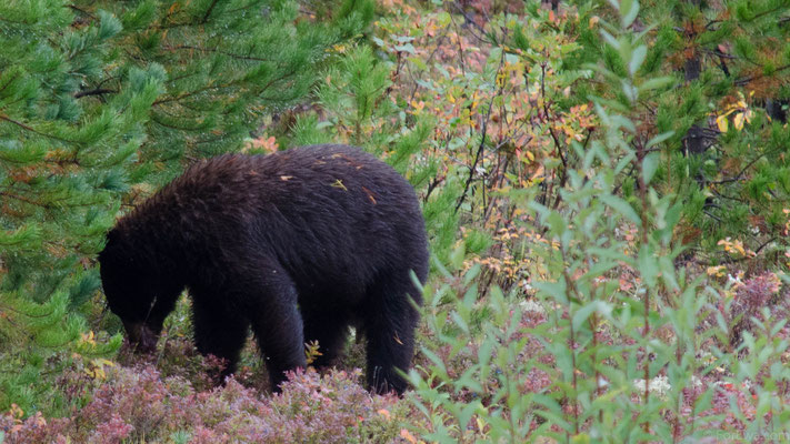 Wildlife, West Kanada