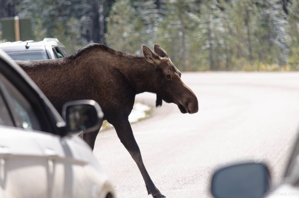 Wildlife, West Kanada