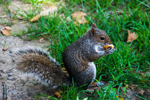 Wildlife, West Kanada