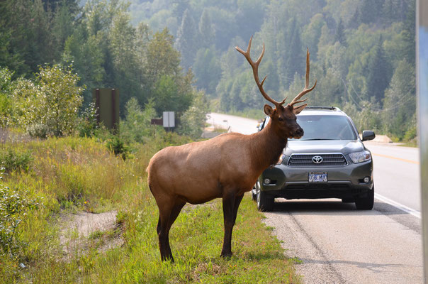 Wildlife, West Kanada