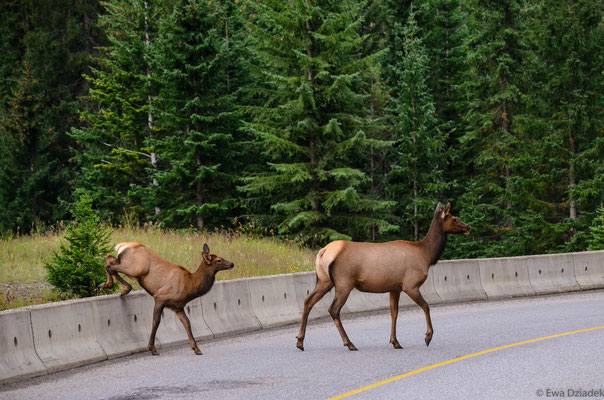 Wildlife, West Kanada