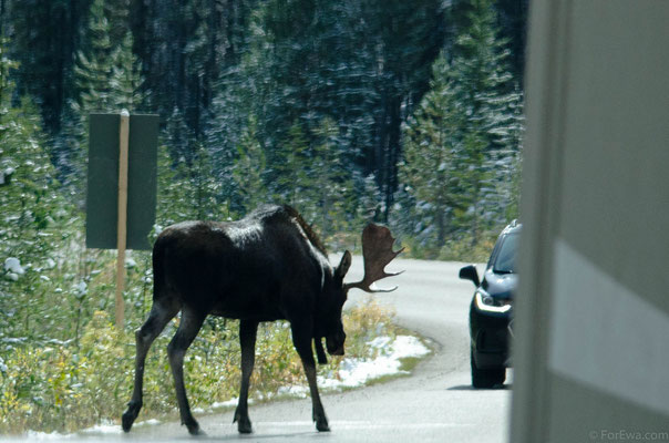 Wildlife, West Kanada