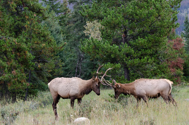 Wildlife, West Kanada