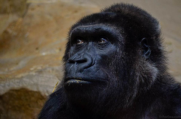 Krefelder Zoo, Deutschland