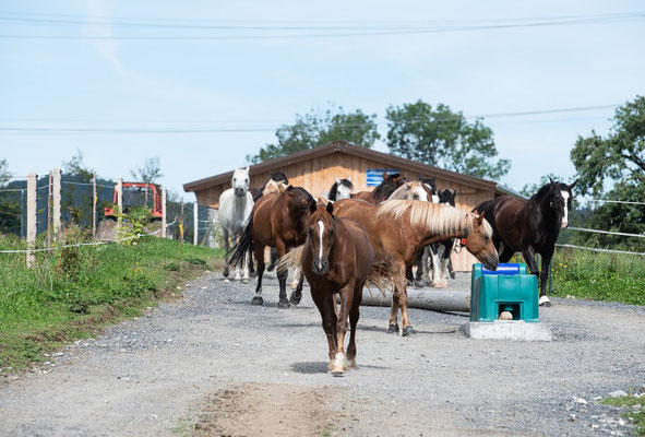 Rundweg im Schauer Aktivstall