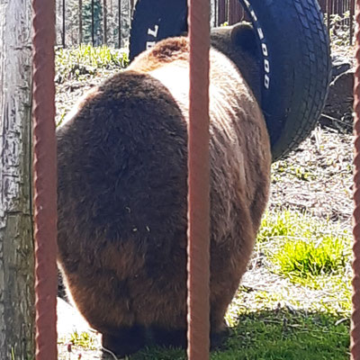Bär von hinten
