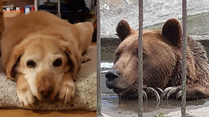 Bild von Hund und Bär beide gelangweilt liegend