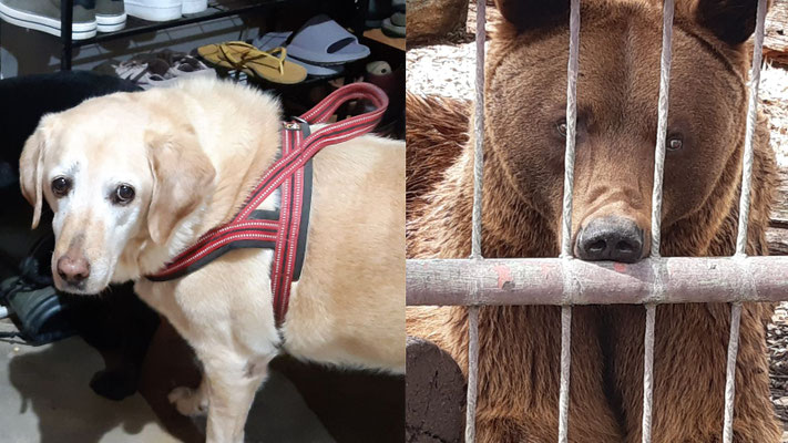 Hund und Bär mit dem gleichen Mitleidsblick