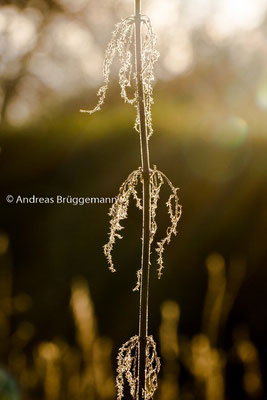 Sunlight in January_2