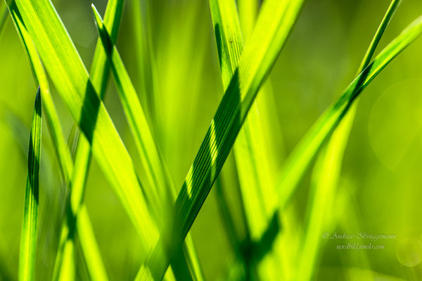 into the green_5