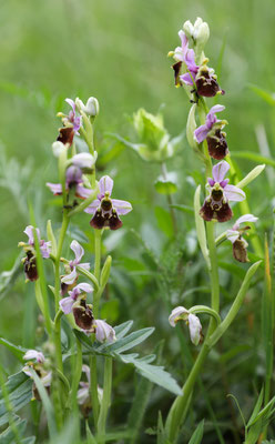 Fläsch GR, 17.5.2025