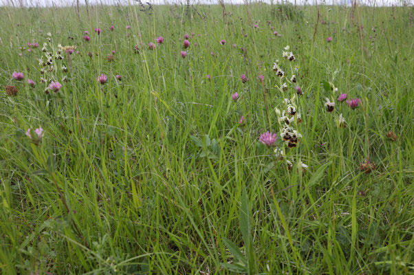 Fläsch GR, 17.5.2025