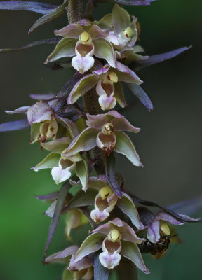 Freienstein ZH, 7.8.2025