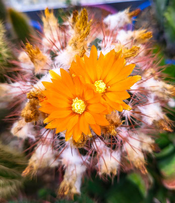 Notocactus schlosseri