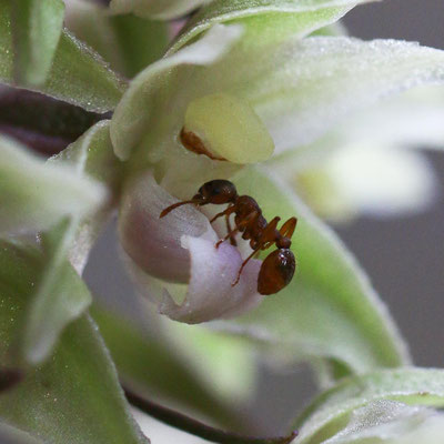 Winterthur ZH, 3.8.2025