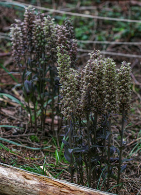 Winterthur ZH, 3.8.2025